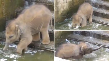 पानी में जमकर मस्ती करता दिखा नन्हा हाथी, उसके नहाने का प्यारा वीडियो हुआ वायरल (Watch Viral Video)