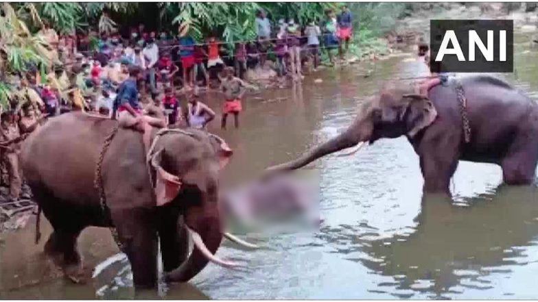 Pregnant Elephant Fed Pineapple Stuffed With Crackers in Kerala: इंसान का अमानवीय चेहरा, केरल में गर्भवती हथिनी को लोगों ने पटाखों से भरा अनानस खिलाया, दर्द से तड़प-तड़प कर हुई मौत