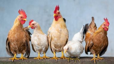 Apocalyptic Virus Next: क्या मुर्गियां बनेंगी अगली महामारी का कारण? वैज्ञानिक की चेतावनी- चिकन फार्म से उभर सकता है घातक प्लेग, कोरोना से ज्यादा होगा खतरनाक