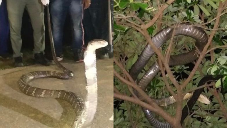 ओडिशा: सड़क के किनारे मिला 12 फीट लंबा किंग कोबरा, जहरीले सांप को रेस्क्यू कर जंगल में छोड़ा गया, देखें वायरल तस्वीर