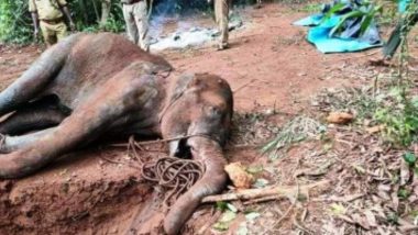 Pregnant Elephant Death In Kerala: हैदराबाद के व्यक्ति ने केरल हथिनी मामले में 2 लाख के इनाम का किया ऐलान