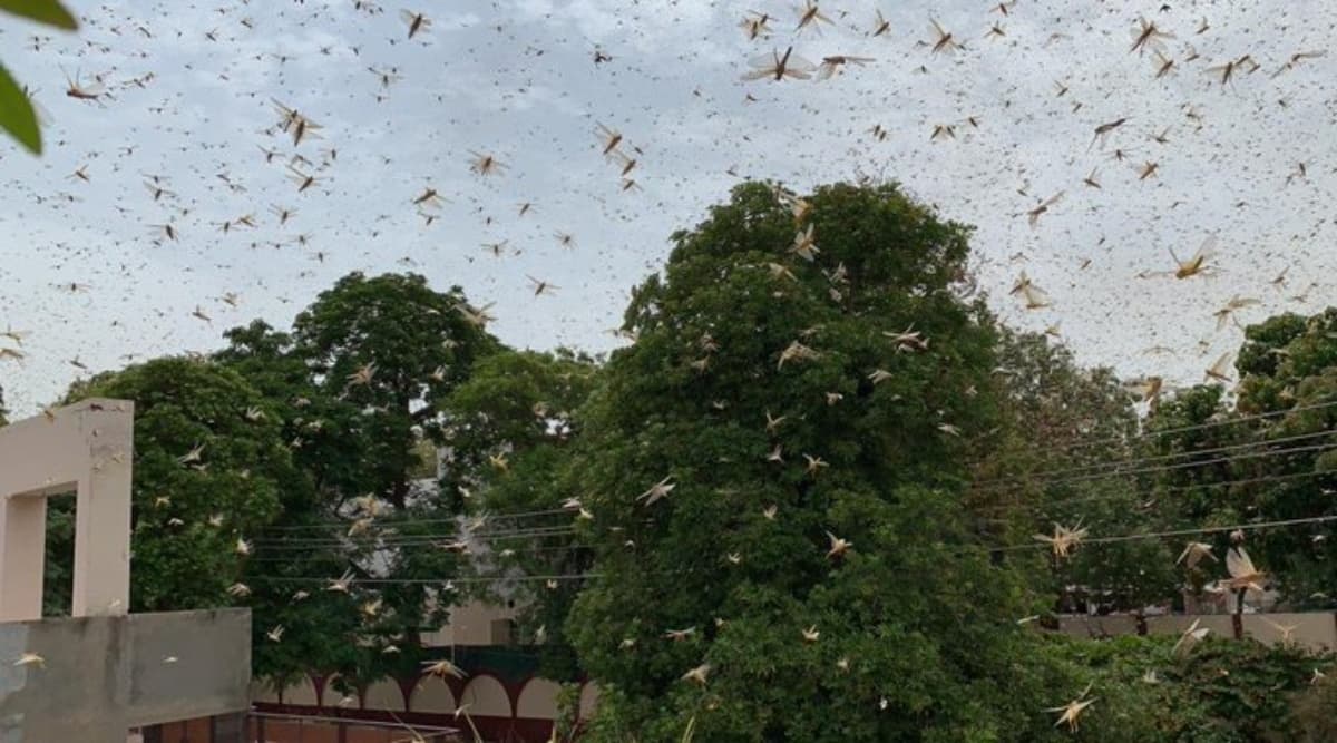 Locust Attack: गुरुग्राम से पलवल की तरफ बढ़ रहा टिड्डी दल, दिल्ली पर भी बोल सकता है धावा Locust Attack: गुरुग्राम से पलवल की तरफ बढ़ रहा टिड्डी दल, दिल्ली पर भी बोल सकता है धावा