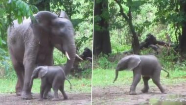 नवजात हाथी अपनी मां की देखरेख में कर रहा है चलने की कोशिश, यह प्यारा वीडियो जीत लेगा आपका दिल (Watch Video)