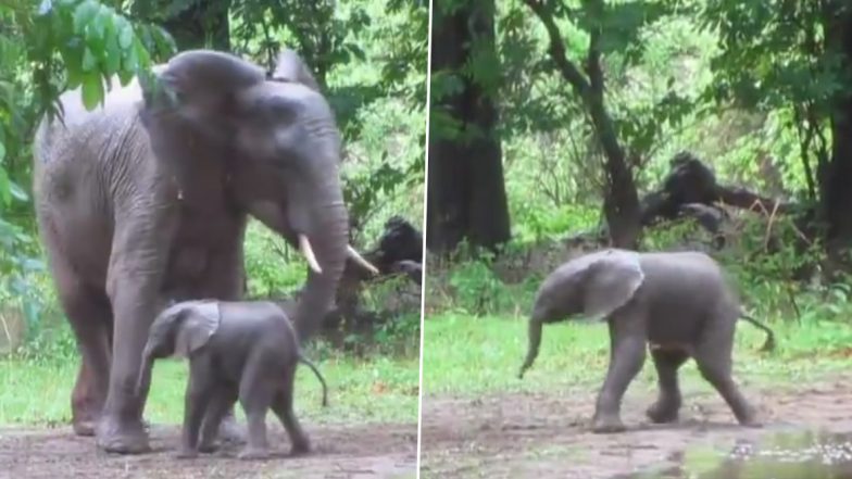 Gorakhpur Zoo: गोरखपुर चिड़ियाघर में खुलेगी ओडीओपी प्रोडक्ट बेचने वाली दुकानें, इस साल के अंत तक पूरा हो सकता है CM योगी आदित्यनाथ का ड्रीम प्रोजेक्ट