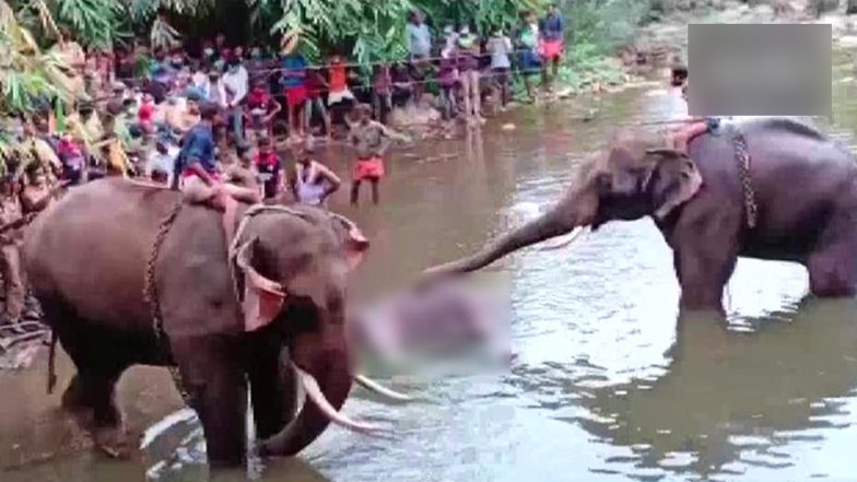 Pregnant Elephant Death In Kerala: केरल के पलक्कड़ में गर्भवती हथिनी की मौत के मामले में एक आरोपी गिरफ्तार-वन मंत्री के राजू