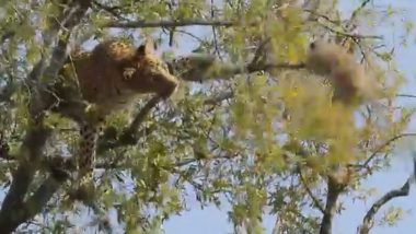 तेंदुए ने बंदर को पेड़ से गिराने की कोशिश की, ताकि उसे खाकर मिटा सके अपनी भूख, वीडियो हुआ वायरल