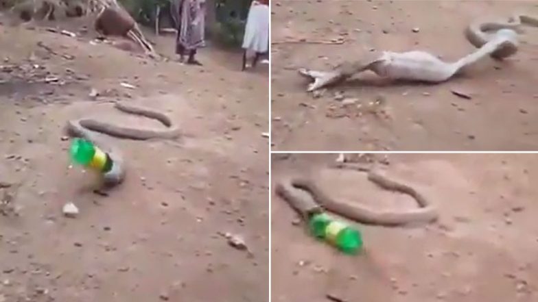 शिकार समझकर प्लास्टिक की बोतल निगल गया King Cobra, जान पर बनी आफत तो की ऐसी हरकत...(Watch Viral Video)