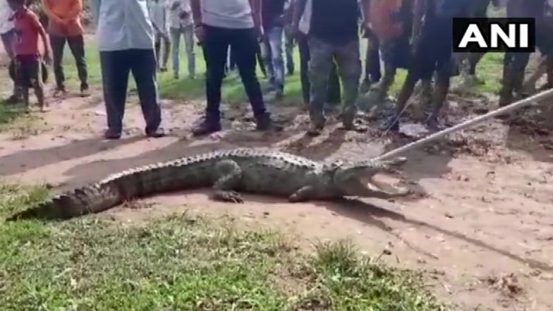 गुजरात: वड़ोदरा के बघोला तहसील में पकड़ा गया 7 फीट का मगरमच्छ, गांव से बकरियों और गायों के गायब होने से लोगों में दहशत
