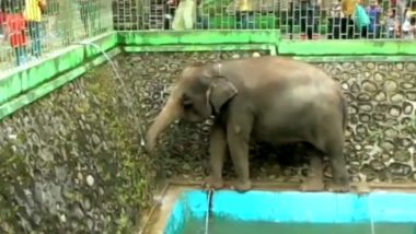 प्यास लगी तो हाथी ने अपनी सूंड से नल चलाकर पिया पानी, लोगों ने कहा- कितना समझदार है यह जानवर (Watch Viral Video)