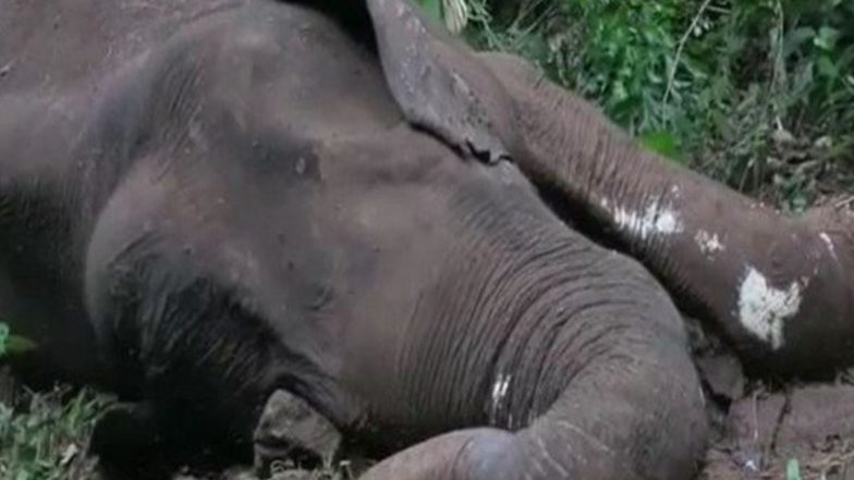 Another Elephant Died In Kerala: गंभीर रूप से घायल हाथी ने तोड़ा दम, पिछले पांच दिनों से चल रहा था इलाज