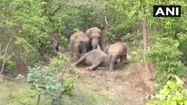 Elephants Death: छत्तीसगढ़ के जंगल में हाथिनी के शव के आसपास डटा हाथियों का झुंड, पिछले दो दिन में मौत की दूसरी घटना