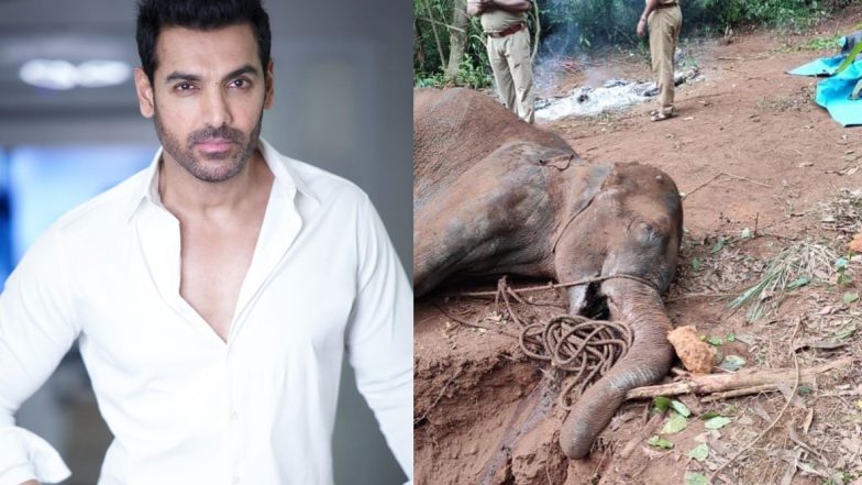 गर्भवती हथिनी की क्रूर हत्या पर भड़के जॉन अब्राहम, सोशल मीडिया पर शेयर की दिल दहला देने वाली तस्वीरें