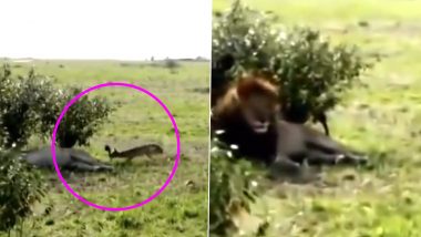 पेड़ के नीचे आराम करते शेर के साथ सियार ने की ऐसी शरारत, जिसे देख हंस-हंसकर लोट-पोट हो जाएंगे आप (Watch Viral Video)