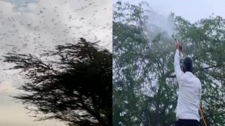 Locust Attack: राजस्थान में टिड्डी दल का हमला जारी, जयपुर के फागी इलाके में टिड्डियों को भगाने के लिए किया गया केमिकल का छिड़काव (Watch Video)