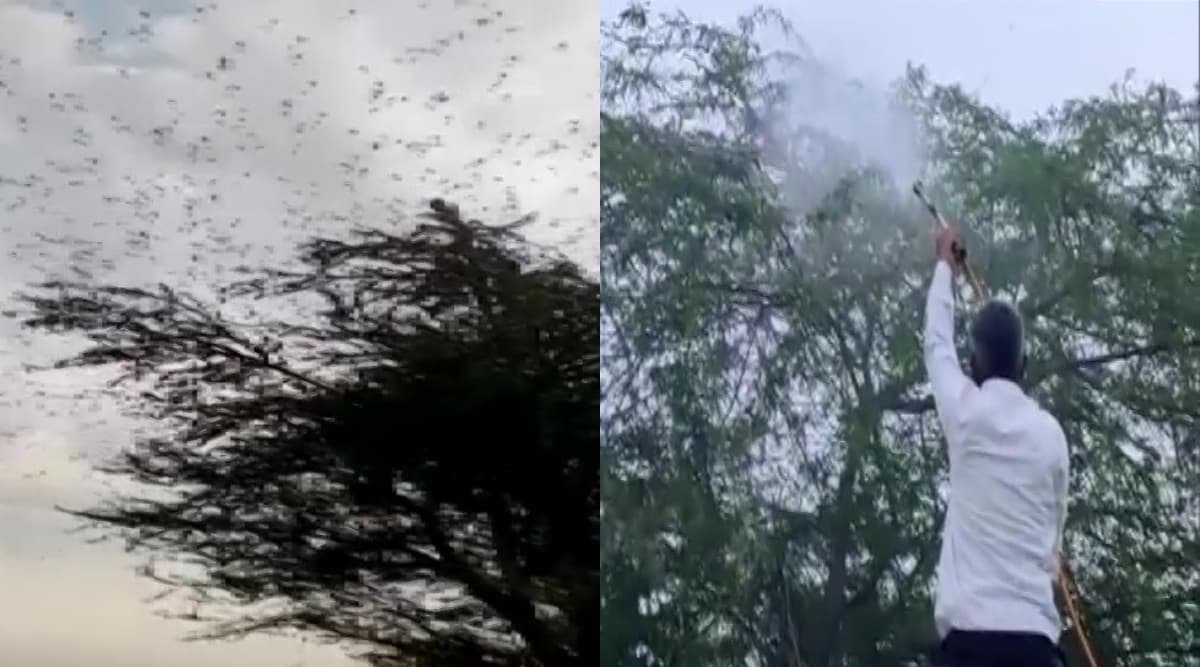 Locust Attack: उत्तर प्रदेश में टिड्डियों का हमला, प्रशासन ने जारी किया अलर्ट Locust Attack: उत्तर प्रदेश में टिड्डियों का हमला, प्रशासन ने जारी किया अलर्ट