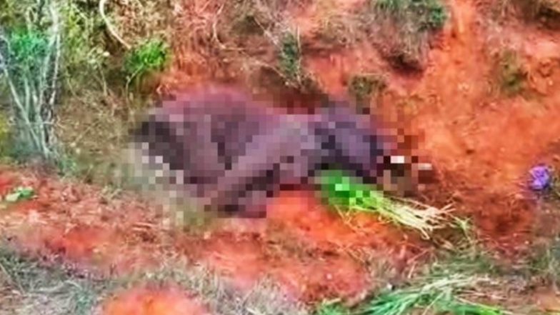 Elephant Death: हाथियों की मौत का सिलसिला जारी, तमिलनाडु में 12 साल के हाथी ने गंवाई जान, मुंह की चोट से था पीड़ित