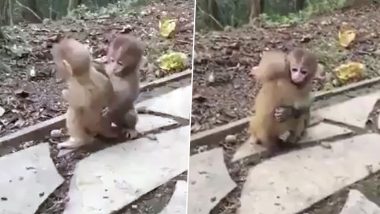 दो छोटे बंदरों ने लगाया एक-दूसरे को गले, उनका प्यार देख आप भी हो जाएंगे इमोशनल (Watch Viral Video)