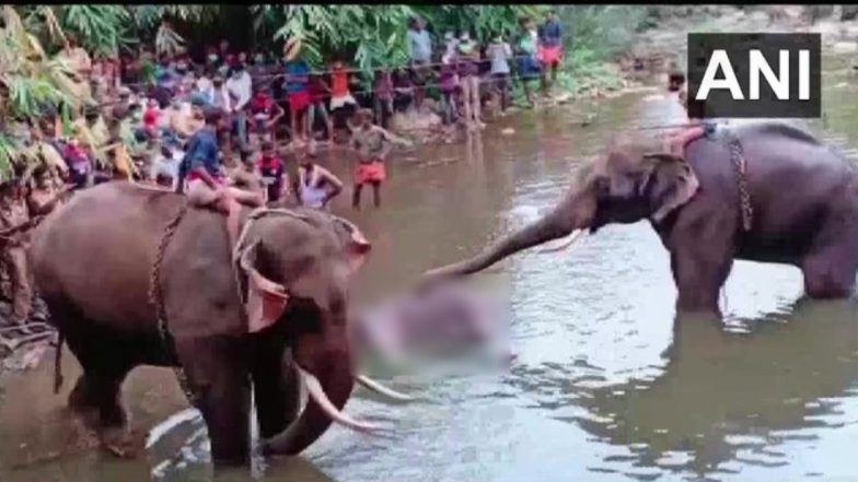 Another Elephant Death In Kerala: इंसानियत फिर हुई शर्मसार! गर्भवती हथिनी के बाद केरल में एक और हाथी की पटाखे वाले भोजन से मौत