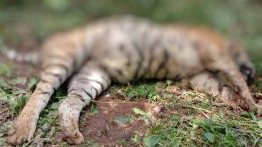 Tiger Found Dead In Kerala: वायनाड वन्यजीव अभ्यारण्य में मृत अवस्था में मिला बाघ, शव को पोस्टमार्टम के लिए भेजा गया