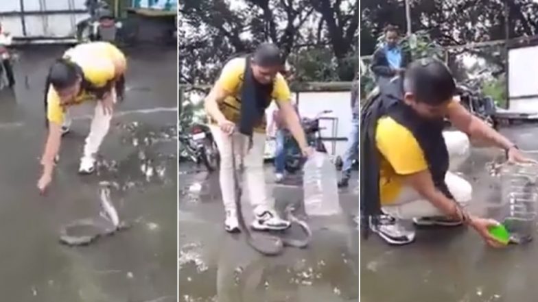 King Cobra Caught With Bare Hands: जांबाज महिला ने हाथ से कोबरा को पकड़कर जार में किया बंद, बहादुरी के कायल हुए लोग (Watch Video)