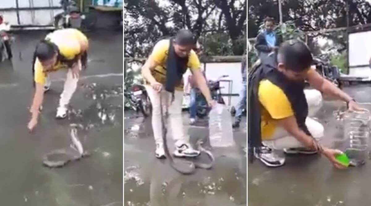 King Cobra Caught With Bare Hands: जांबाज महिला ने हाथ से कोबरा को पकड़कर जार में किया बंद, बहादुरी के कायल हुए लोग (Watch Video) King Cobra Caught With Bare Hands: जांबाज महिला ने हाथ से कोबरा को पकड़कर जार में किया बंद, बहादुरी के कायल हुए लोग (Watch Video)