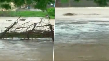 Gujarat Rains Video: राजकोट में बारिश का कहर, बाढ़ में बहे कई मवेशी