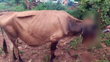 दर्दनाक! कर्नाटक में गाय ने गलती से खाया जंगली सूअरों के लिए लगाया हुआ विस्फोटक, तड़प-तड़प कर हुई मौत