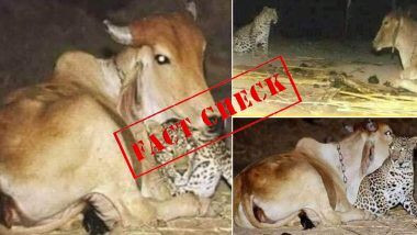 Fact Check: क्या गाय जता रही थी तेंदुए के बच्चे से प्यार? जानें लॉकडाउन के दौरान वायरल हुई तस्वीर की सच्चाई