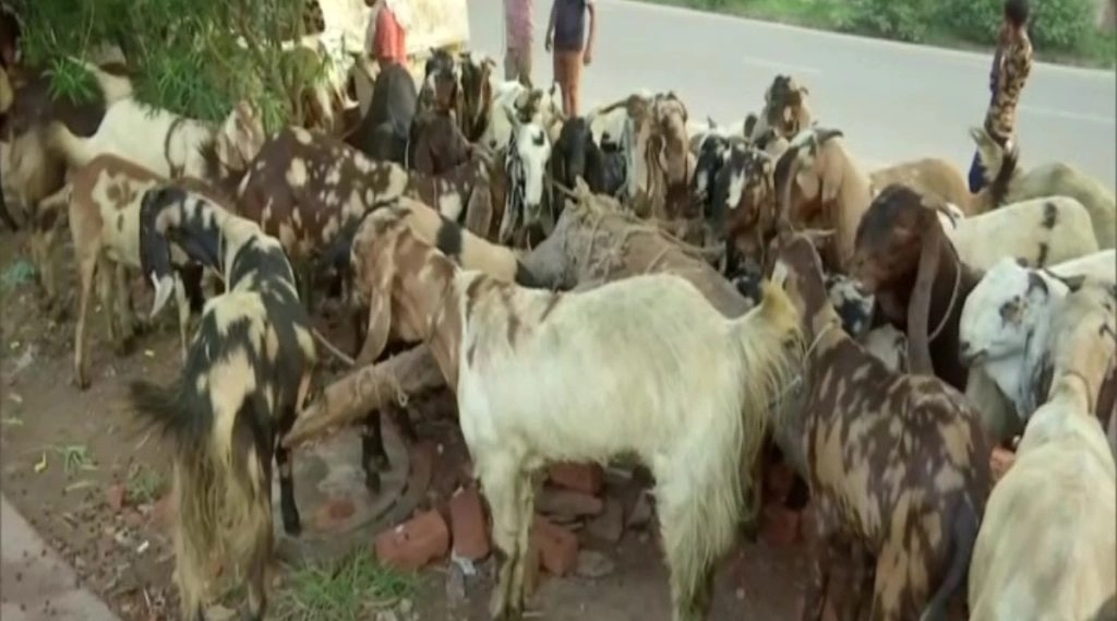 ईद-उल- अज़हा पर कोविड का असर, बकरे महंगे, ग्राहकों का बजट कम