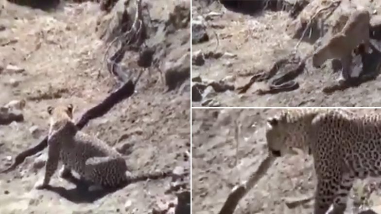तेंदुए ने बड़ी ही चालाकी से अजगर को बनाया अपना शिकार, Python रहा खुद को बचाने में नाकाम (Watch Viral Video)