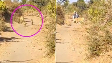 जंगल के बीच सड़क से गुजर रहे बाइक सवारों के सामने अचानक आ गए शेर, फिर जो हुआ उसे देख भी आप भी रह जाएंगे दंग (Watch Viral Video)