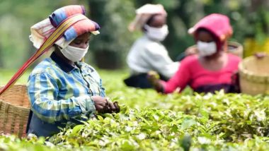 West Bengal: बेहतर दैनिक मजदूरी और जमीन के अधिकार को लेकर उम्मीद पाले हुए हैं चाय बागान मजदूर