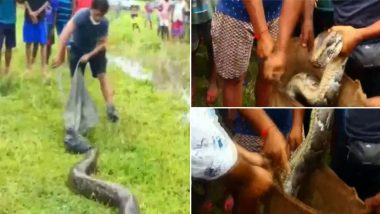 Burmese Python: असम के नागांव जिले में बर्मीज अजगर को देख मची खलबली, काफी  मशक्कत के बाद वन विभाग ने किया रेस्क्यू (Watch Video)