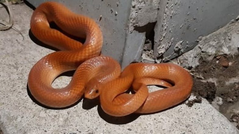 Red Coral Kukri Snake: उत्तर प्रदेश के दुधवा नेशनल पार्क में दिखा दुर्लभ लाल कुकरी सांप, इंटरनेट पर वायरल हुई तस्वीर