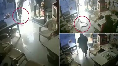 महाराष्ट्र: बोतल में पेट्रोल देने से इनकार करने पर गुस्साए शख्स ने पेट्रोल पंप मालिक के केबिन में छोड़ दिया सांप, बुलढ़ाणा की इस घटना का वीडियो हुआ वायरल