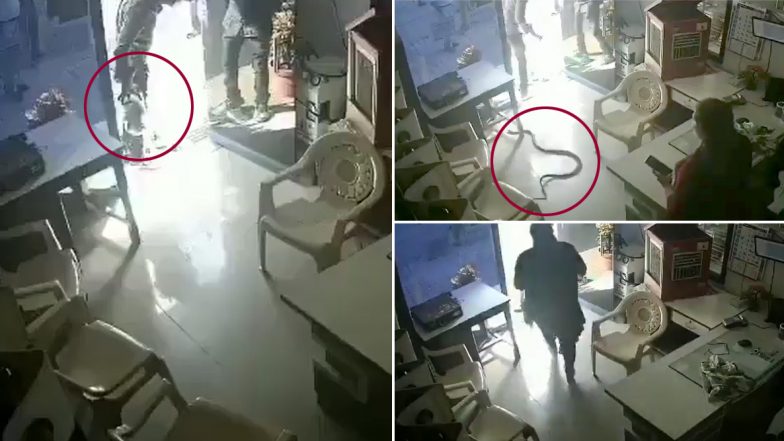 महाराष्ट्र: बोतल में पेट्रोल देने से इनकार करने पर गुस्साए शख्स ने पेट्रोल पंप मालिक के केबिन में छोड़ दिया सांप, बुलढ़ाणा की इस घटना का वीडियो हुआ वायरल