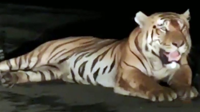 मध्य प्रदेश: फ्लाईओवर पर सड़क के बीच आकर टाइगर ने लगाई ऐसी दहाड़, देखते ही देखते थम गया यातायात (Watch Viral Video)
