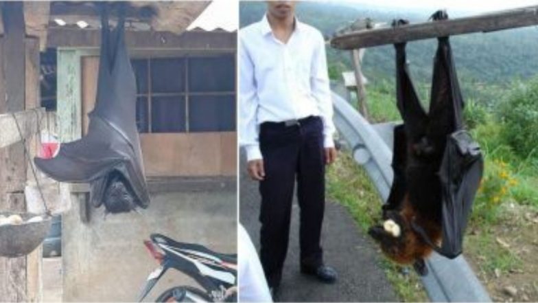 Human Sized Bats: फिलीपींस से इंसानों के आकार जितने बड़े चमगादड़ों की हैरान करने वाली तस्वीरें वायरल, जानें 'Giant Golden Crowned Flying Fox' के बारे में सब कुछ