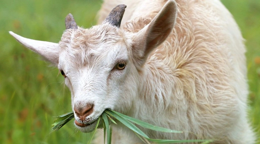 अफ्रीकी बकरी ने एक किसान की बदली किस्मत, कीमत जानकर हो जाएंगे हैरान