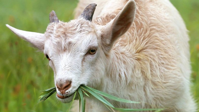 Baby Goat Born with Human-Face: गुजरात में इंसान की शक्ल लेकर जन्मा बकरी का बच्चा, लोग करने लगे पूजा