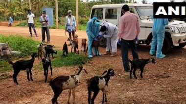कर्नाटक: चरवाहे में कोविड-19 संक्रमण की पुष्टि होने के बाद 47 बकरियों को किया गया क्वारेंटाइन