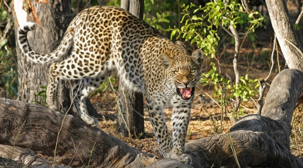 जम्मू-कश्मीर के बडगाम में 4 साल की बच्ची पर तेंदुए का हमला, मासूम की हुई मौत