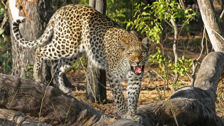 Mumbai Leopard Attack: मुंबई में तेंदुए का आतंक! गोरेगांव इलाके में दोस्त के साथ घर जा रहे युवक को किया लहूलुहान, 8 दिनों में इंसानों पर हो चुके है 5 हमले