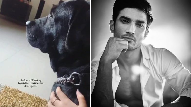 Sushant Singh Rajput Death: सुशांत सिंह राजपूत को दोबारा देखने की आस लगाए बैठा है उनका पेट डॉग फज, एक्टर की भांजी ने शेयर की ये लेटेस्ट फोटो