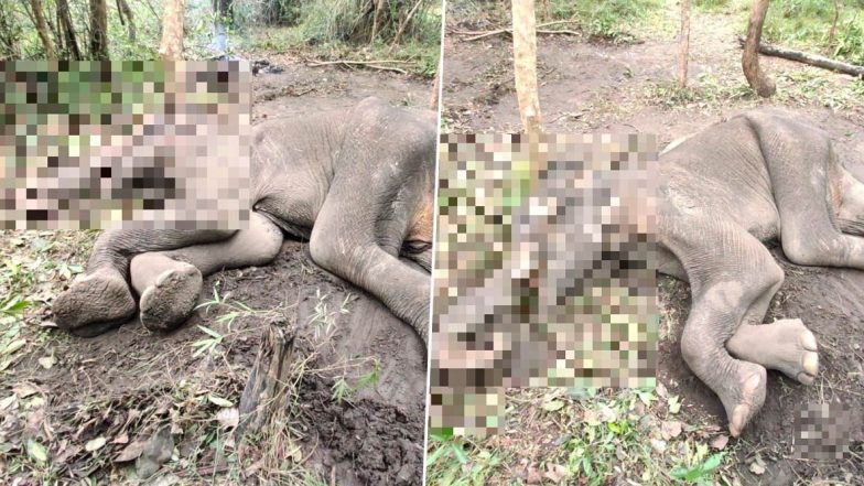 Elephant Dead in Tamil Nadu: कोयंबटूर में 10 दिनों से बीमार चल रहे 13 वर्षीय हाथी ने तोडा दम