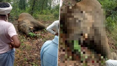 Elephant Death in Chhattisgarh: सूरजपुर जिले के करंजवार जंगल में मिला हाथी का शव, पिछले 3 महीने में 4 हाथियों की हो चुकी है मौत