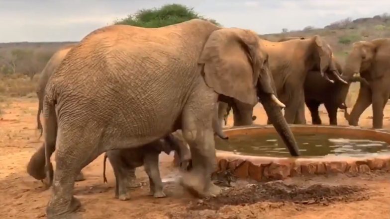 Adorable Video of Baby Elephant: अपनी मां के संग-संग चलने की कोशिश करते एक दिन के नन्हे हाथी का प्यारा सा वीडियो हुआ वायरल, आप भी देखें