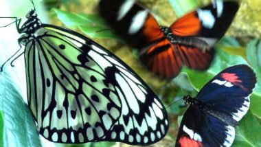 Big Butterfly Month 2020: तितलियों पर ऑनलाइन माध्यम से सितंबर में आयोजित होगा अखिल भारतीय कार्यक्रम