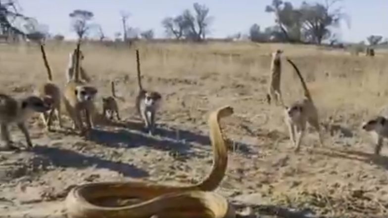 Cobra Fights With Meerkat Gang: जब किंग कोबरा को Meerkat गैंग ने दी चुनौती, सांप ने अकेले ऐसे किया उनका मुकाबला, जबरदस्त लड़ाई का वीडियो हुआ वायरल