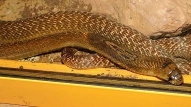Cobra Snakes In Police Station: हिमाचल प्रदेश के गग्गल पुलिस स्टेशन की अलमारी से फाइलों के बीच किंग कोबरा ने बनाया घर, एक-एक कर निकले 21 सांप